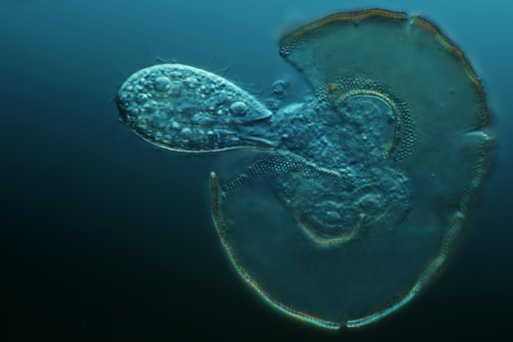 Bewohner Belebtschlamm Mikrofotografie und Makrofotografie